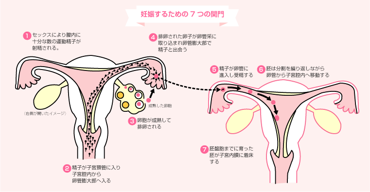 妊娠するための7つの関門
